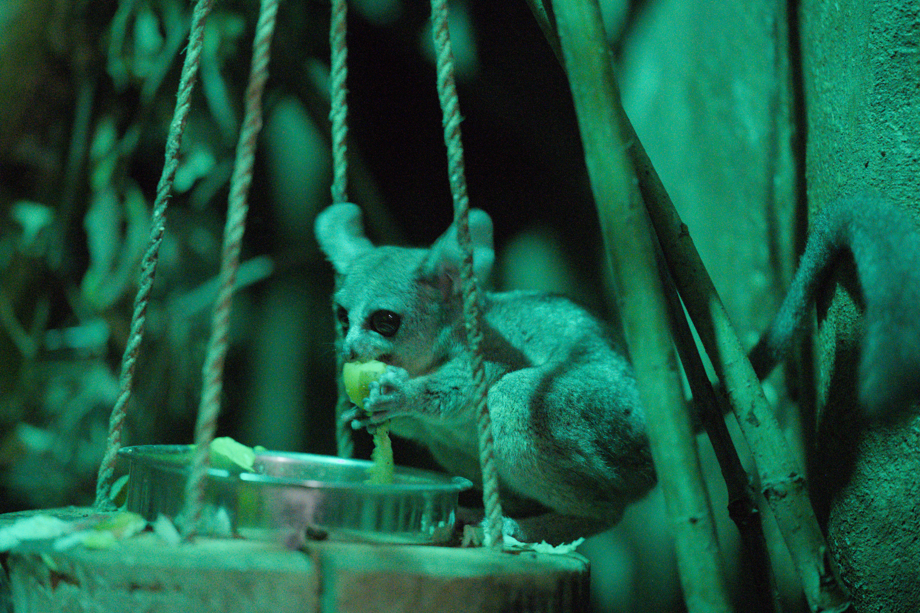 2025/10/12 - zoo/DSC_0292.jpg